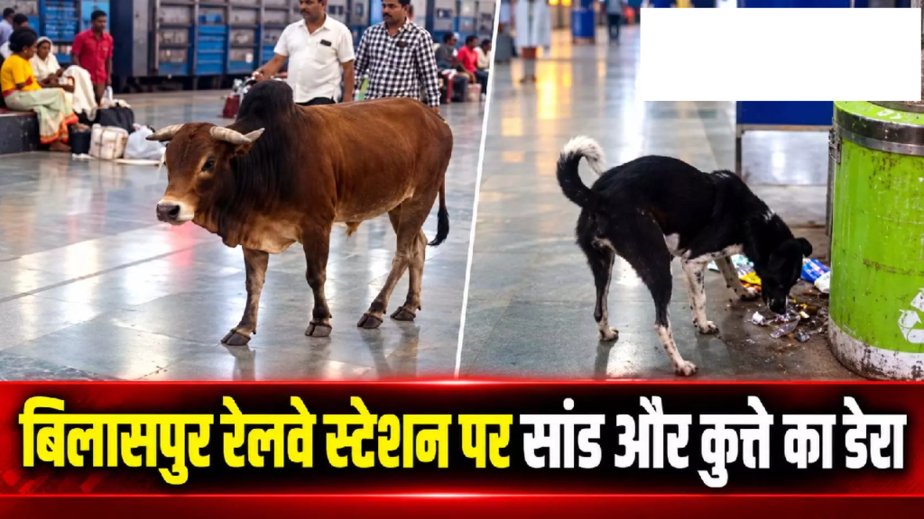 CG : बिलासपुर रेलवे स्टेशन पर सांड और कुत्ते का डेरा …