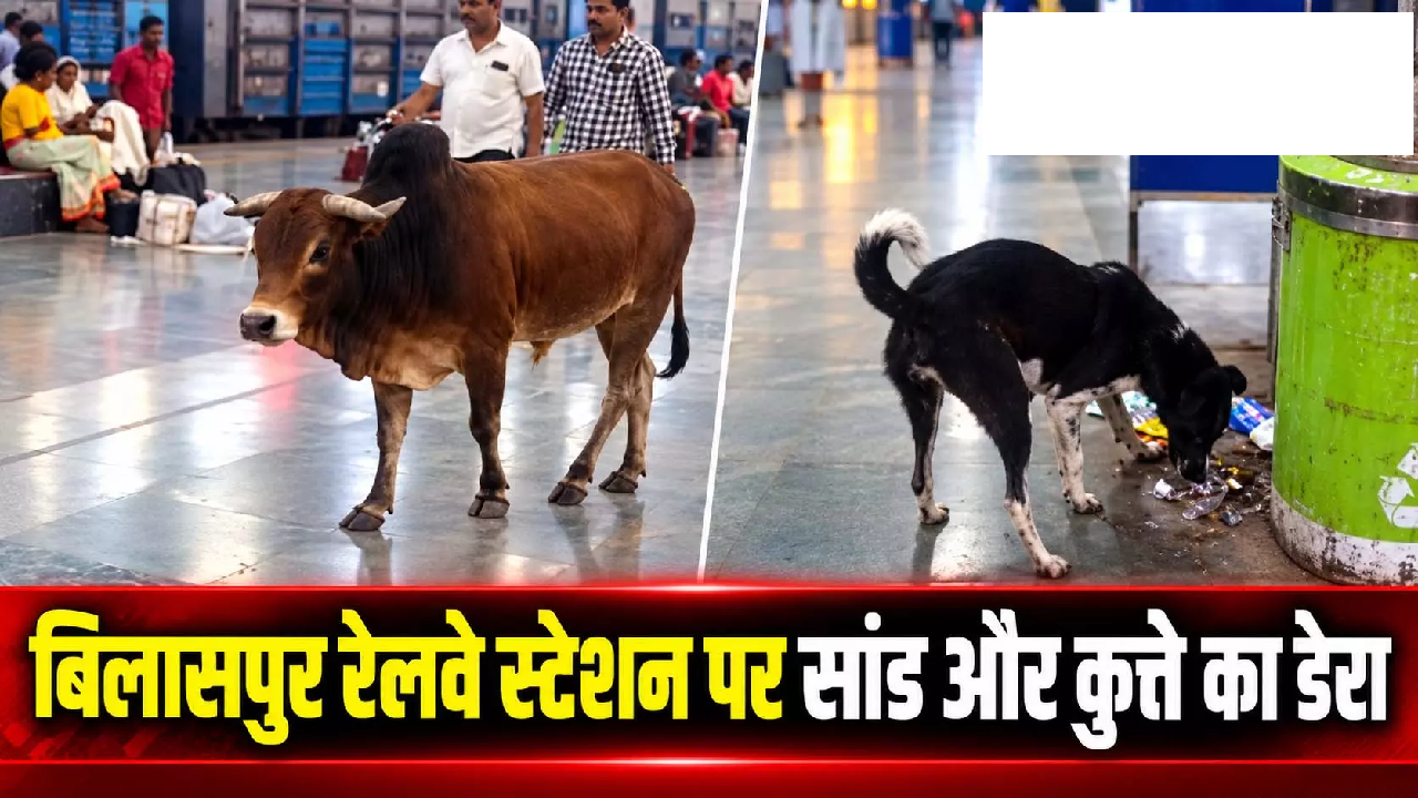 CG : बिलासपुर रेलवे स्टेशन पर सांड और कुत्ते का डेरा …