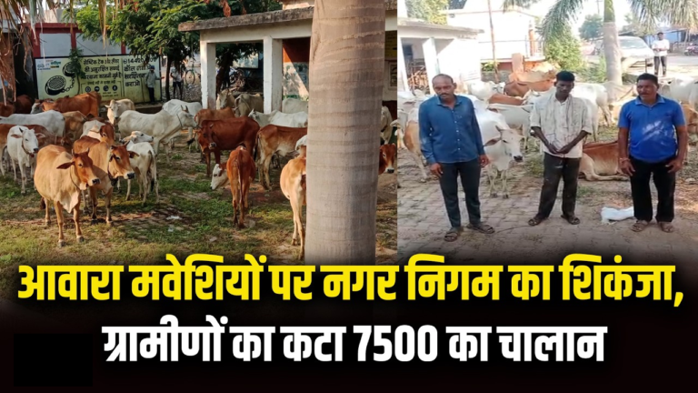 राजनांदगांव : गांव से शहर में 50 मवेशी छोड़ने पहुंचे, निगम ने पकड़ा …