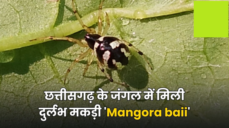 CG : चीन के बाद अब भारत में मिली ‘Mangora baii’, छत्तीसगढ़ बना खोज का केंद्र …