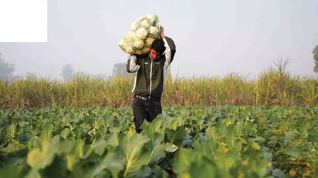 CG : छत्तीसगढ़ के किसानों को मिलेंगे 15 हजार रुपये प्रति एकड़! 31 अक्टूबर तक कराएं पंजीयन; जानें किसे मिलेगा लाभ और कैसे करें आवेदन …