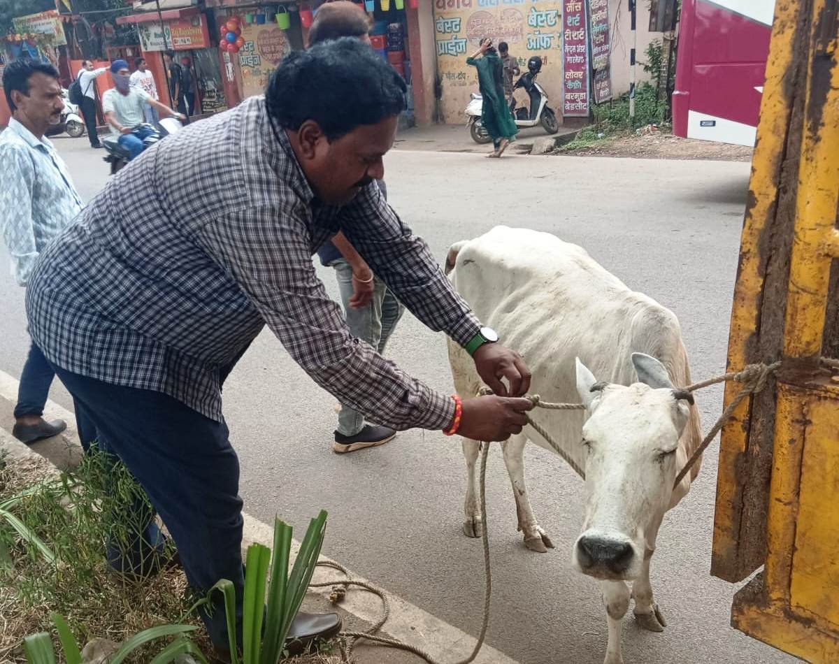 Durg : सड़क पर बैठे आवारा मवेशियों को हटाने प्रतिदिन चलाया जा रहा रोका-छेका अभियान, यातायात व्यवस्था को सुगम बनाने निगम की पहल
