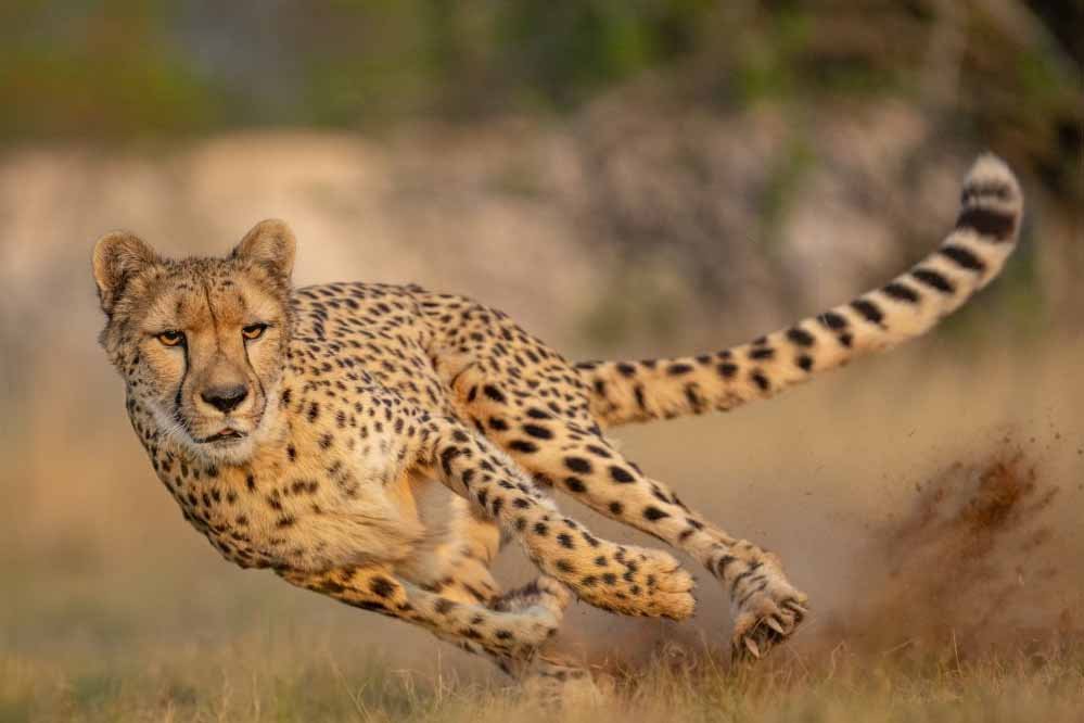 cheetah_33_2.jpg